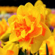 Купити Нарцис Махровий Queen'S Day в Києві