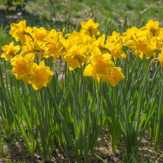 Купити Нарцис Махровий Queen'S Day в Києві