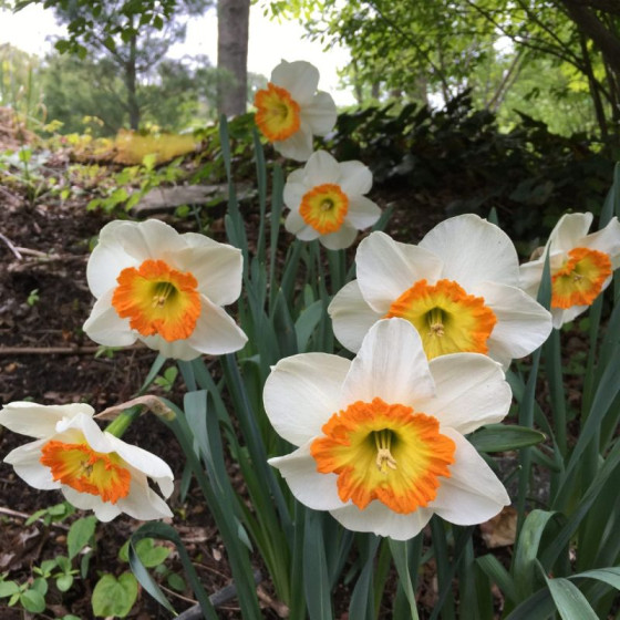 Купити Нарцис корончатий Roulette в Києві