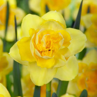 Нарцис Махровий Spring Paradijs