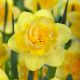 Купити Нарцис Махровий Spring Paradijs в Києві
