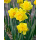Купити Нарцис Махровий Spring Paradijs в Києві