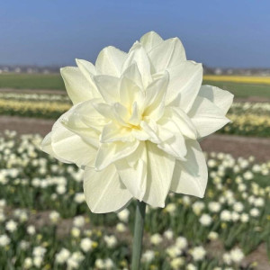 Нарцис махровий White Medal