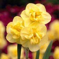 Нарцис Махровий Букетний Yellow Cheerfulness