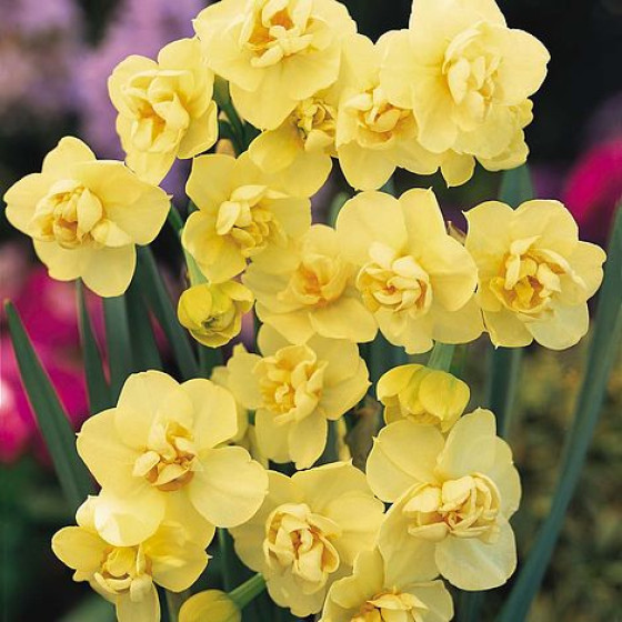 Купити Нарцис Махровий Букетний Yellow Cheerfulness в Києві