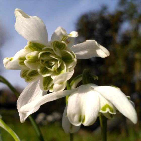 Купити Підснижник (Галантус) Flore Pleno в Києві