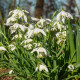 Купити Підснижник (Галантус) Flore Pleno в Києві