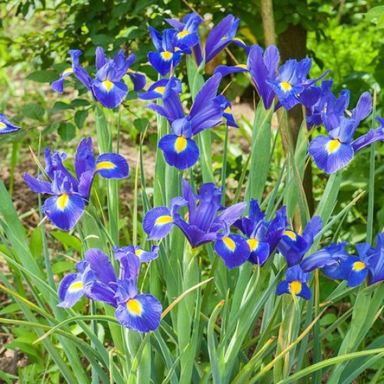 Купити Ірис Голландський Blue Magic 3 шт в Києві