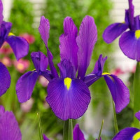 Ірис Голландський Discovery Purple 3 шт