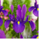 Купити Ірис Голландський Discovery Purple 3 шт в Києві