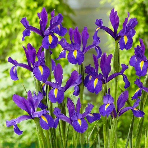 Купити Ірис Голландський Discovery Purple 3 шт в Києві