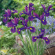 Купити Ірис Голландський Discovery Purple 3 шт в Києві