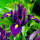 Купити Ірис Голландський Purple Sensation в Києві