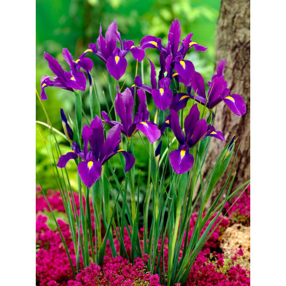 Купити Ірис Голландський Purple Sensation в Києві