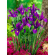 Купити Ірис Голландський Purple Sensation в Києві