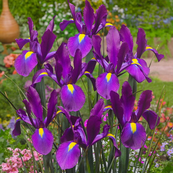 Купити Ірис Голландський Purple Sensation в Києві