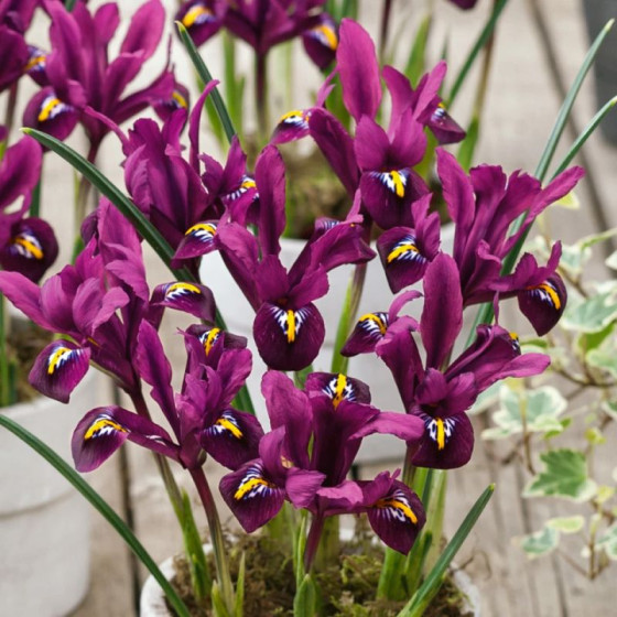 Купити Ірис сітчастий Purple Hill в Києві