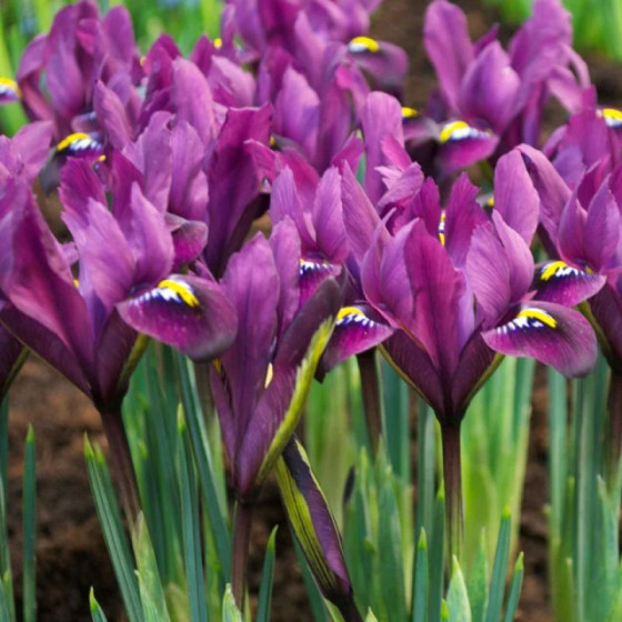 Купити Ірис сітчастий Purple Hill в Києві