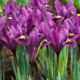 Купити Ірис сітчастий Purple Hill в Києві