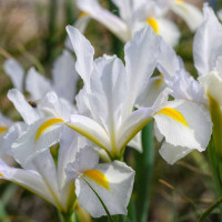 Ірис Голландський White Magic