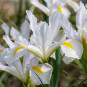 Ірис Голландський White Magic