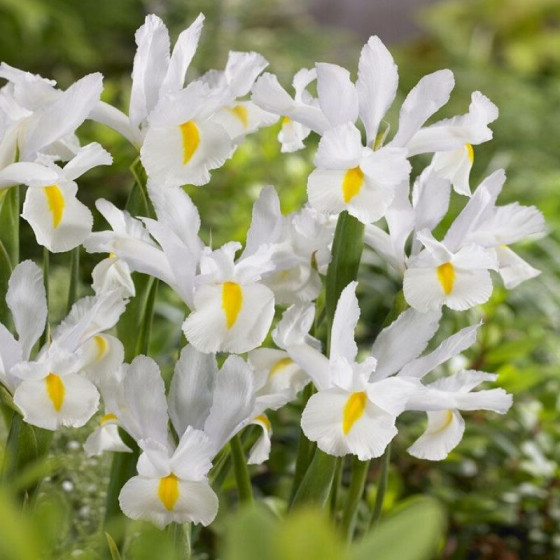 Купити Ірис Голландський White Magic в Києві