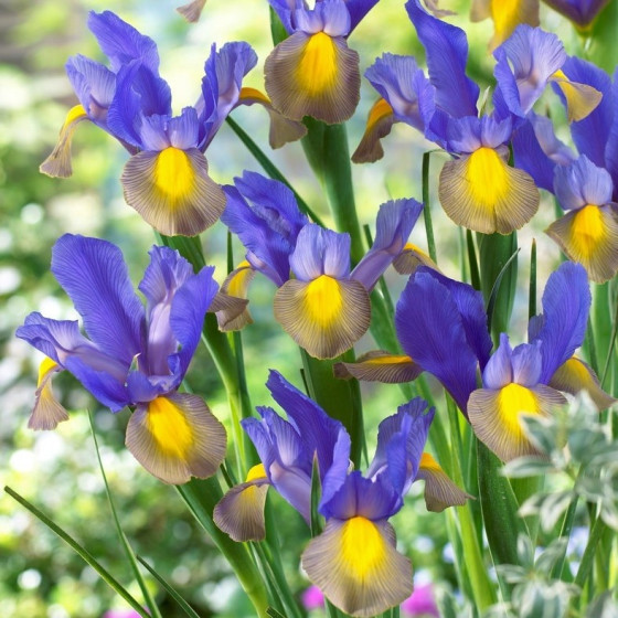 Купити Ірис Голандіка Mystic Beauty в Києві