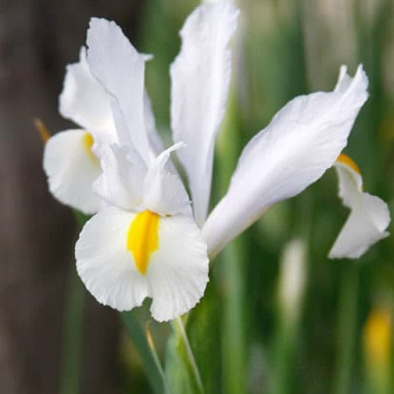 Купити Ірис Голландський White Van Vliet в Києві