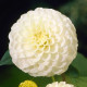 Купити Жоржина помпонна White Aster в Києві