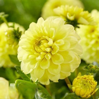 Георгина Декоративная Yellow Heaven