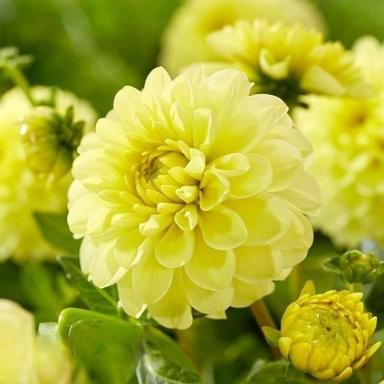Купити Жоржина Декоративна Yellow Heaven в Києві