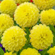 Купити Жоржина Декоративна Yellow Heaven в Києві