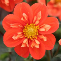 Жоржина Низькоросла Комірцева Alstergruss