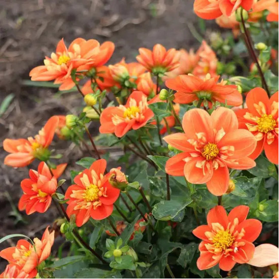 Купити Жоржина Низькоросла Комірцева Alstergruss в Києві