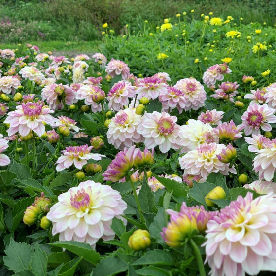 Купити Жоржина Бордюрна Декоративна Галлері Monet в Києві