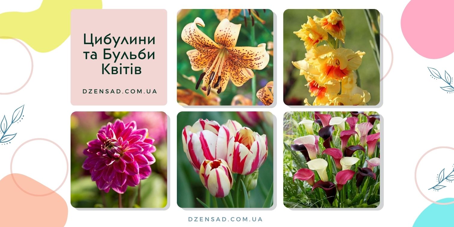 Цибулини та Бульби